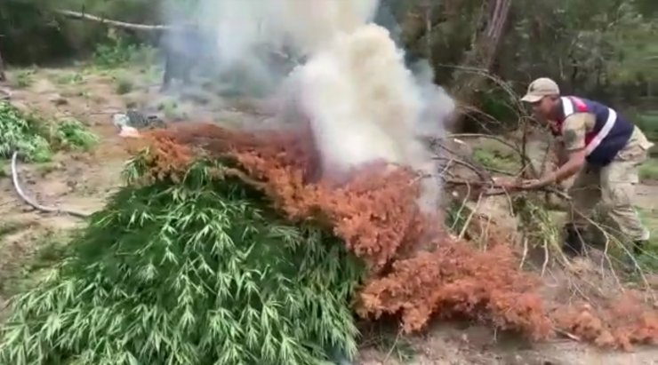 Ormanda ele geçirilen 55 bin kök kenevir imha edildi