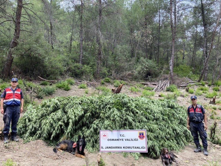 Ormanda ele geçirilen 55 bin kök kenevir imha edildi