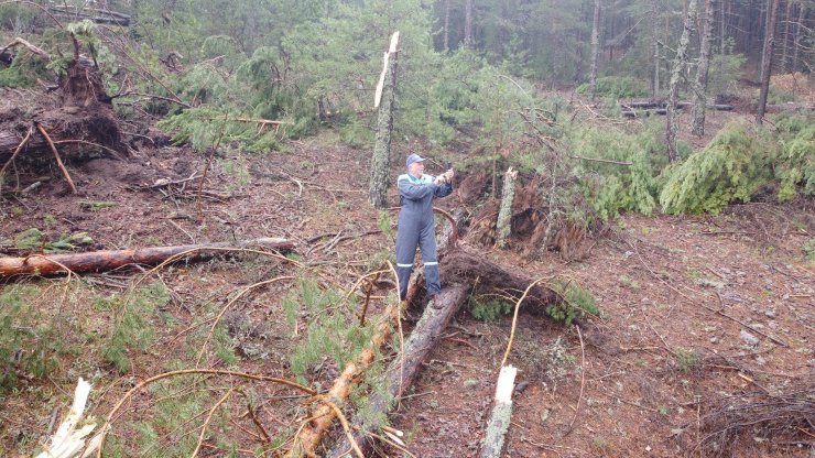 Fırtına; ormanda yüzlerce ağaç devrildi