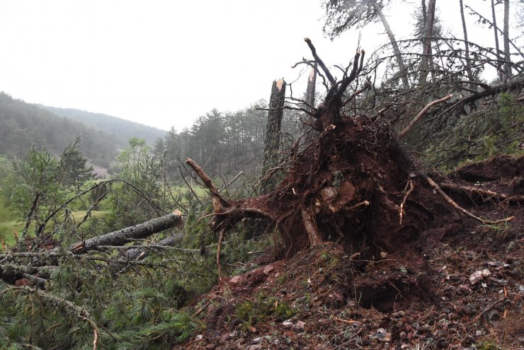 Fırtına; ormanda yüzlerce ağaç devrildi