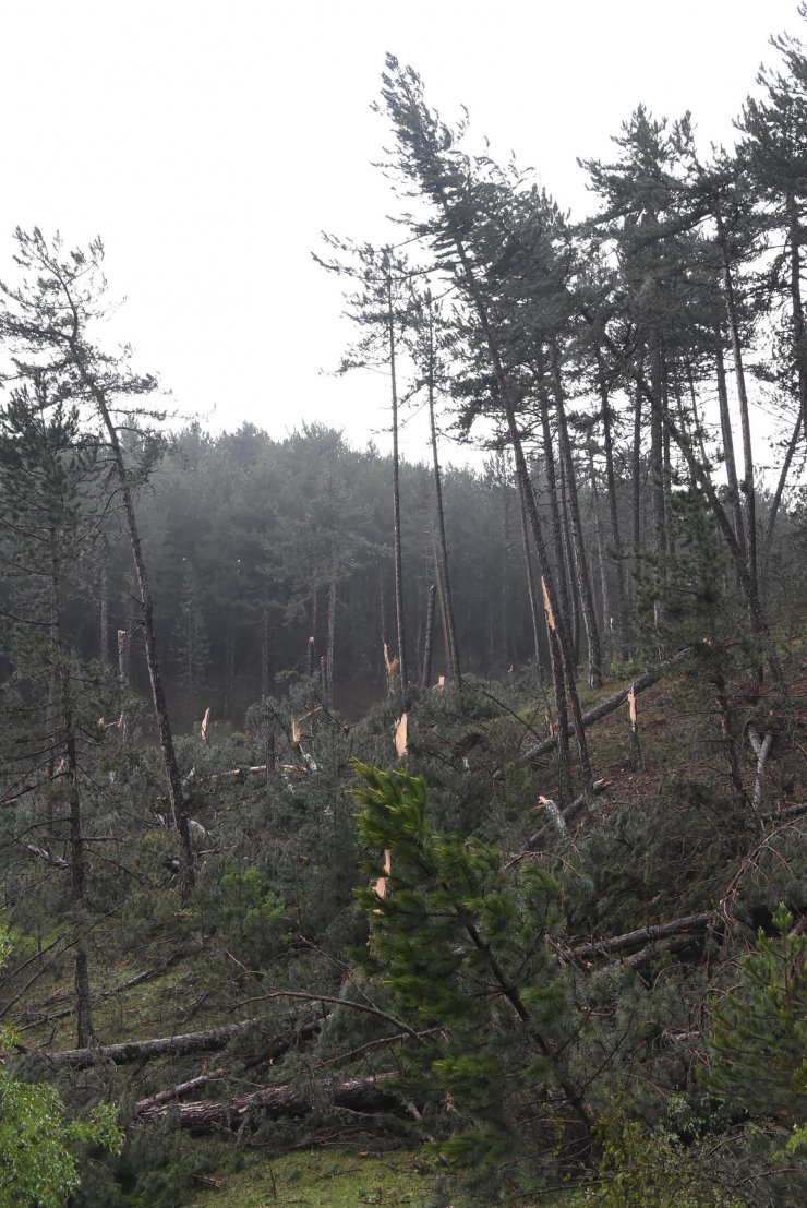 Fırtına; ormanda yüzlerce ağaç devrildi
