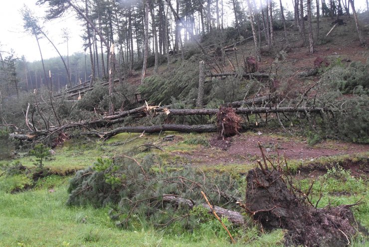 Fırtına; ormanda yüzlerce ağaç devrildi