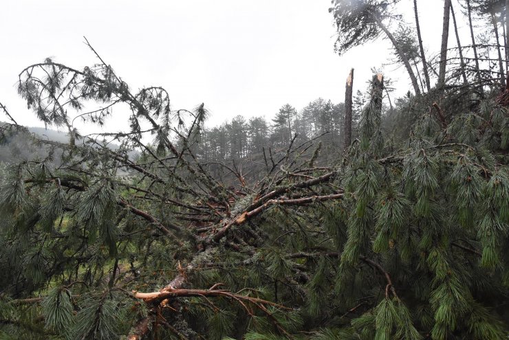 Fırtına; ormanda yüzlerce ağaç devrildi