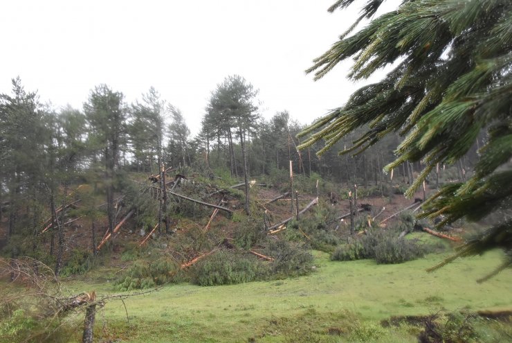 Fırtına; ormanda yüzlerce ağaç devrildi