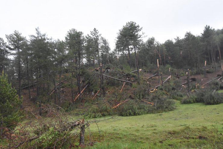 Fırtına; ormanda yüzlerce ağaç devrildi
