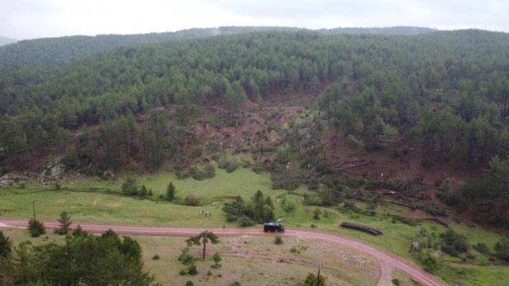 Fırtına; ormanda yüzlerce ağaç devrildi