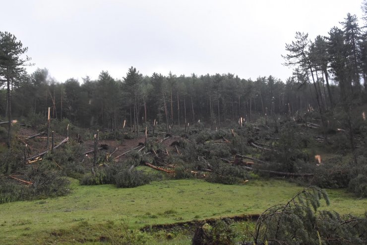 Fırtına; ormanda yüzlerce ağaç devrildi