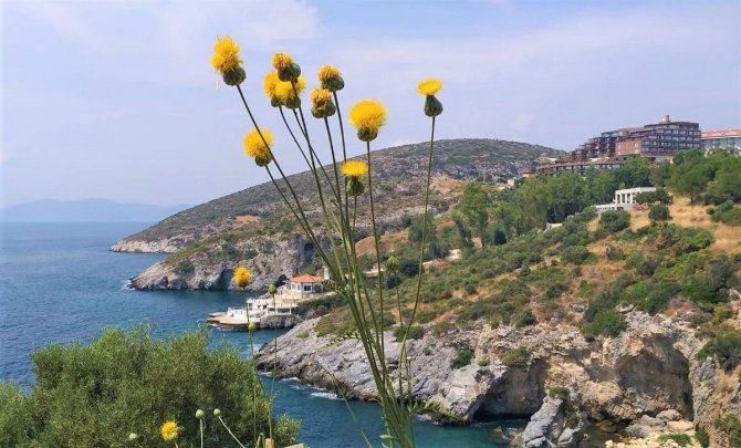 Bu çiçeği koparmanın cezası 109 bin TL