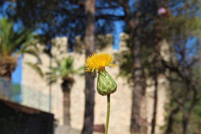 Bu çiçeği koparmanın cezası 109 bin TL