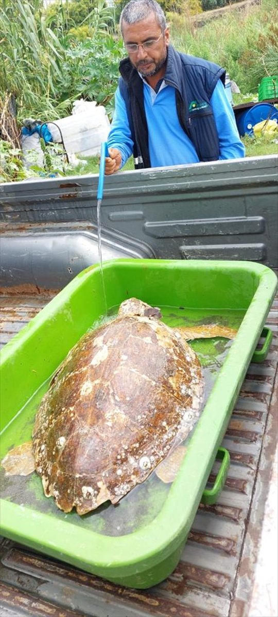 Yaralı bulunan deniz kaplumbağası tedaviye alındı