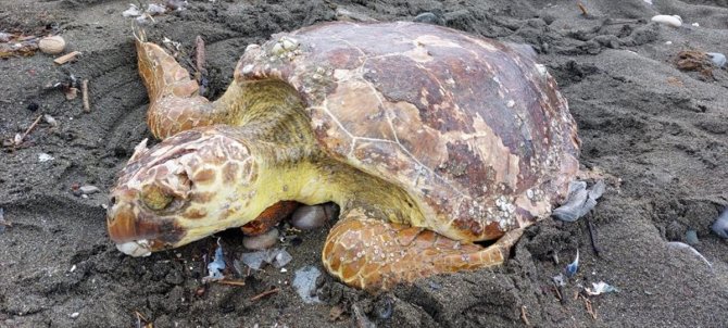 Yaralı bulunan deniz kaplumbağası tedaviye alındı