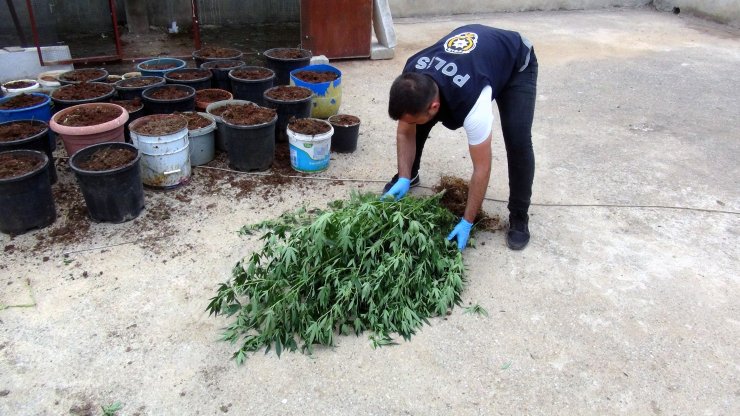 Evin çatısındaki kümesten 35 kök Hint keneviri çıktı