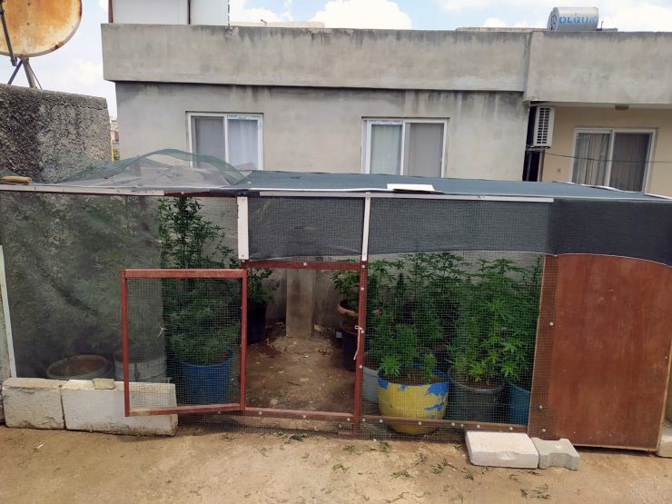 Evin çatısındaki kümesten 35 kök Hint keneviri çıktı