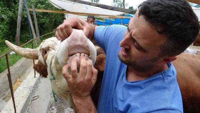 Kurbanlık hayvanlar pazara indi