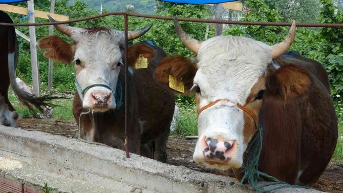 Kurbanlık hayvanlar pazara indi