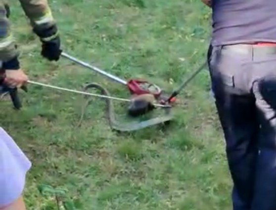 Site bahçesinde 1,5 metre uzunluğunda yılan yakalandı