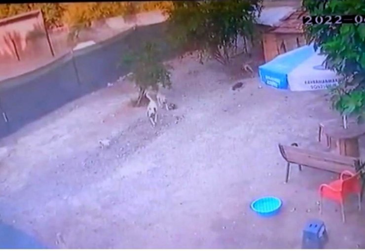 Sokak köpekleri onlarca kümes hayvanını öldürdü 