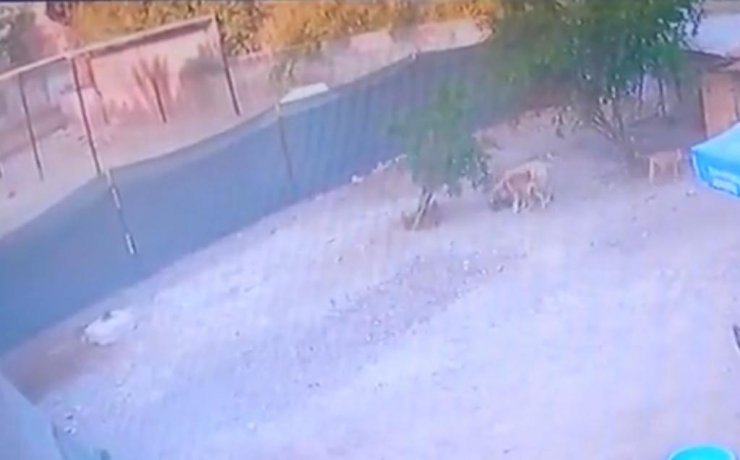 Sokak köpekleri onlarca kümes hayvanını öldürdü 