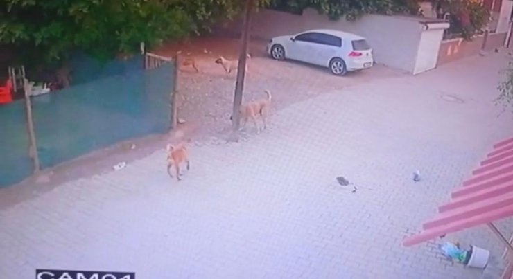 Sokak köpekleri onlarca kümes hayvanını öldürdü