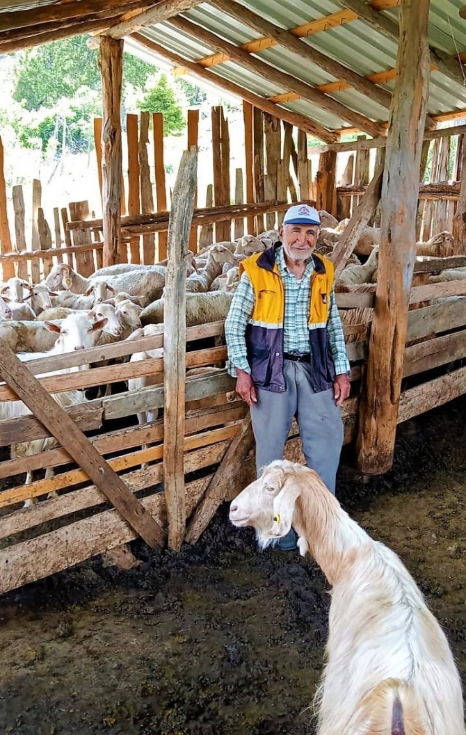 Tek geçim kaynağı hayvancılık olan Mehmet Dede çalınan sürüsüne kavuştu