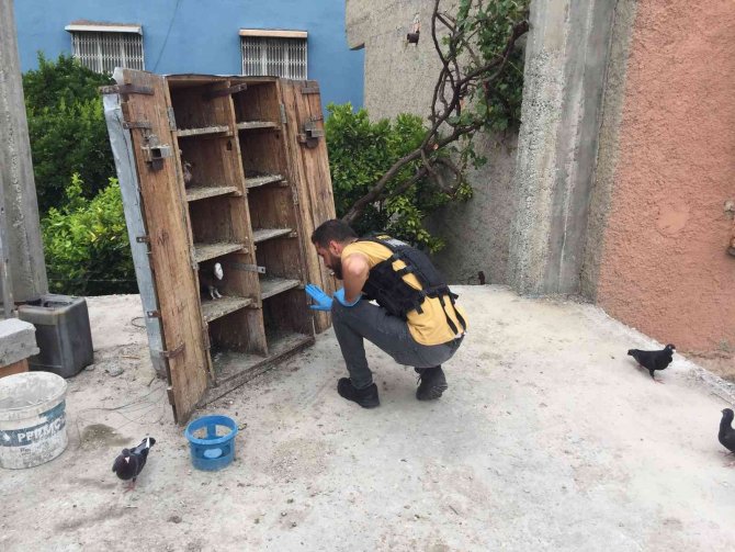 Torbacıların evine koç başlarıyla kapılar kırılıp girildi