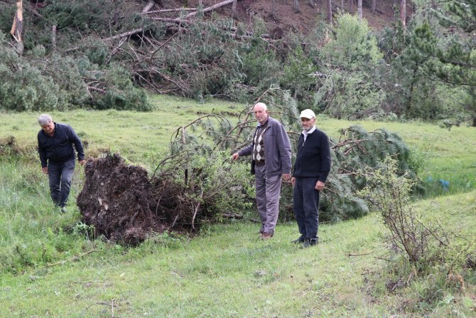 Hortum ve fırtınanın 530 çam ağacına zarar verdiği tespit edildi