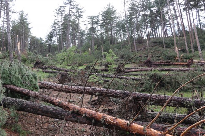 Hortum ve fırtınanın 530 çam ağacına zarar verdiği tespit edildi