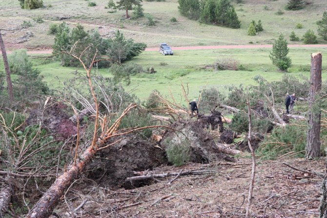 Hortum ve fırtınanın 530 çam ağacına zarar verdiği tespit edildi