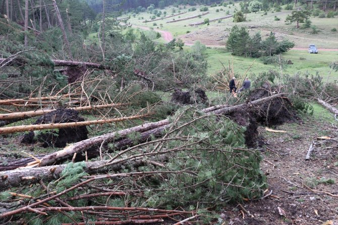 Hortum ve fırtınanın 530 çam ağacına zarar verdiği tespit edildi