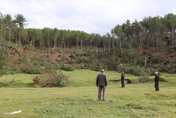 Hortum ve fırtınanın 530 çam ağacına zarar verdiği tespit edildi