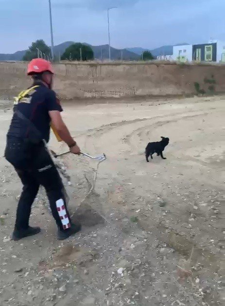 Dağda mahsur kalan köpeğin imdadına itfaiye ekipleri yetişti