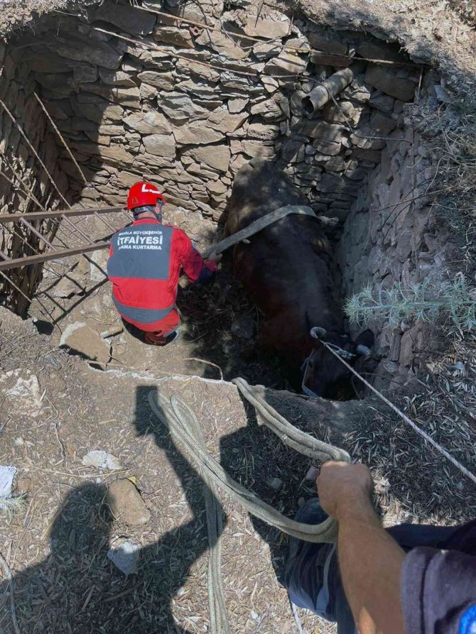 Foseptik çukuruna düşen inek kurtarıldı