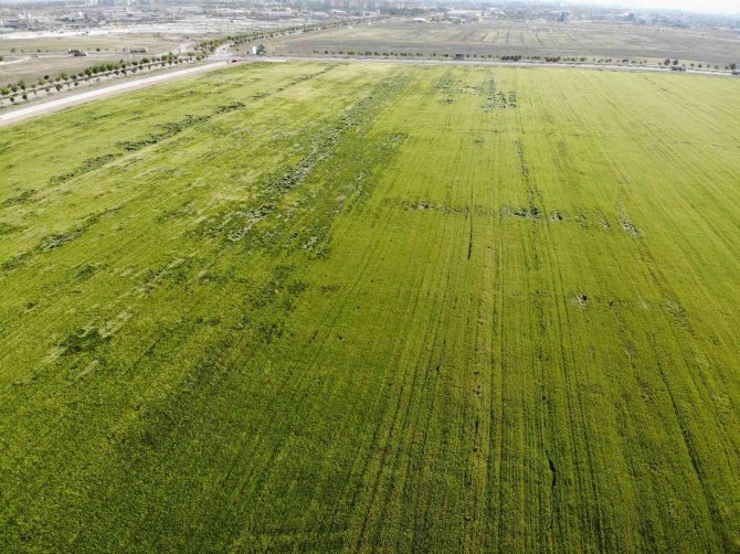 Konya’da yağışlar rekolteyi arttırıyor