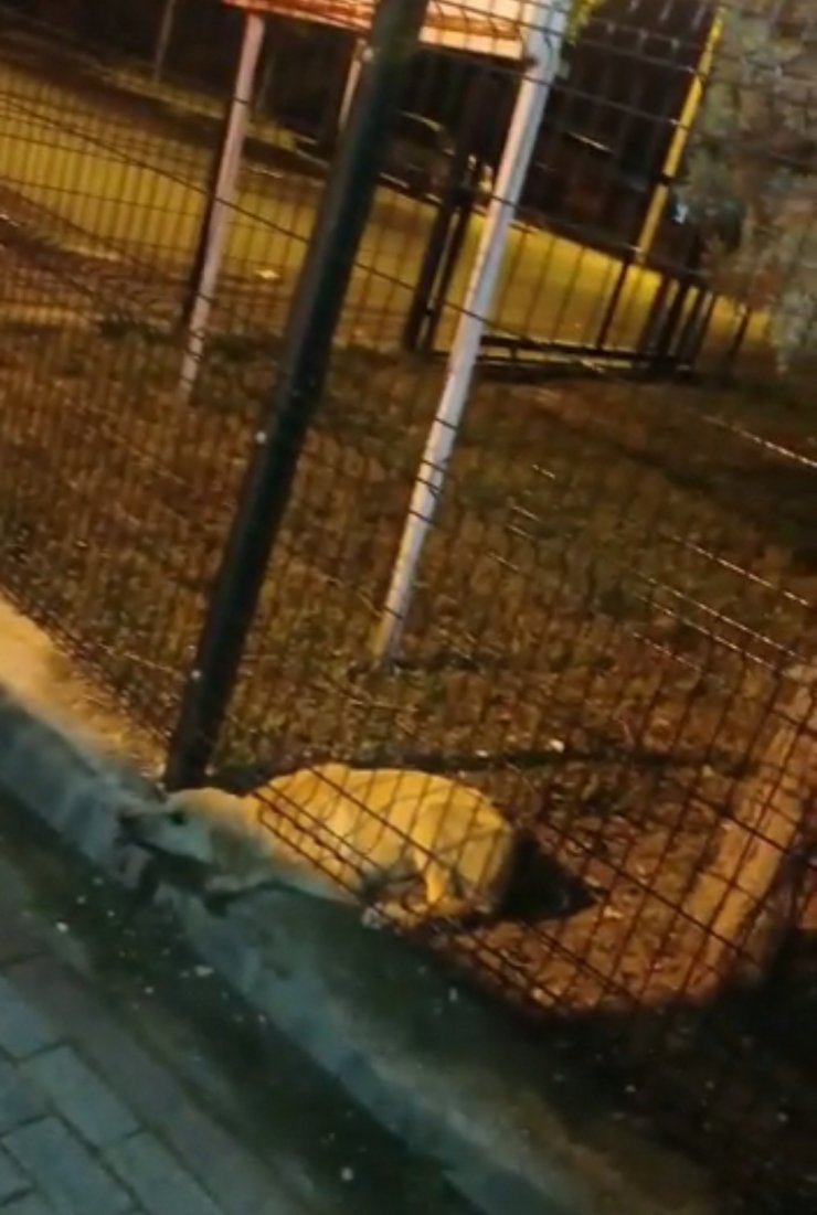 Parkın koruma tellerine sıkışan köpek, itfaiye ekiplerince kurtarıldı