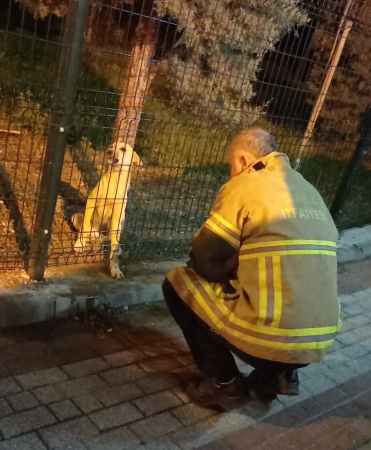 Parkın koruma tellerine sıkışan köpek, itfaiye ekiplerince kurtarıldı