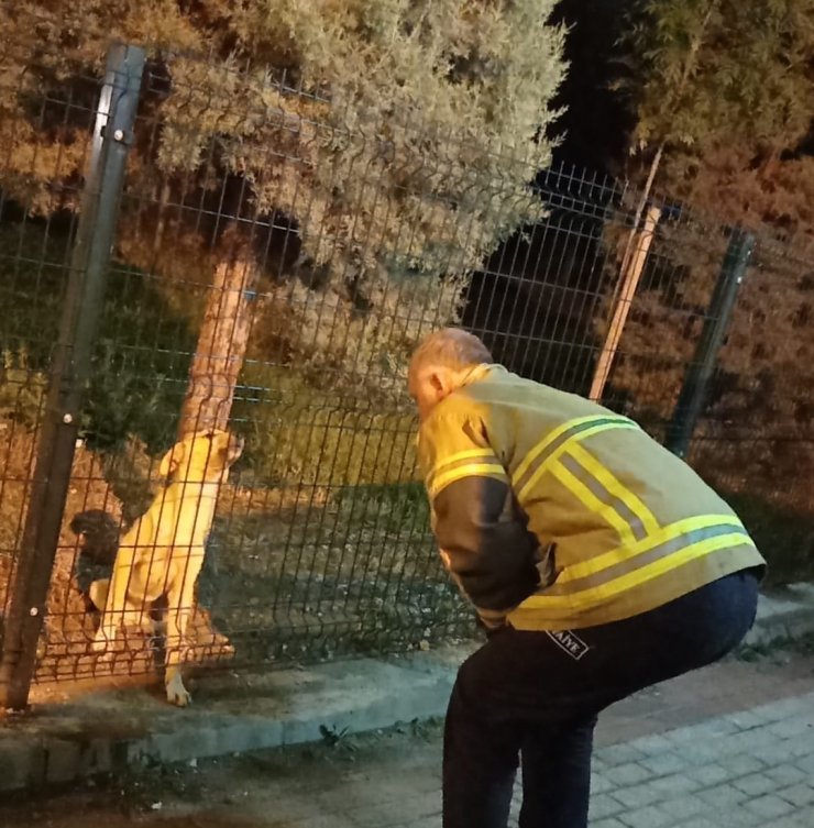 Parkın koruma tellerine sıkışan köpek, itfaiye ekiplerince kurtarıldı
