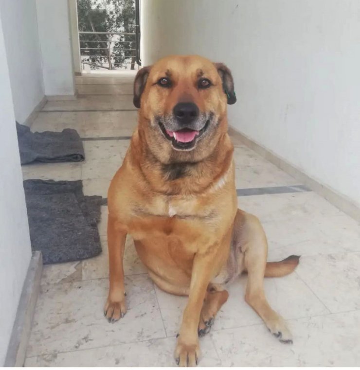 Daha önce tehdit ettiği komşunun köpeğini tüfekle öldürdü