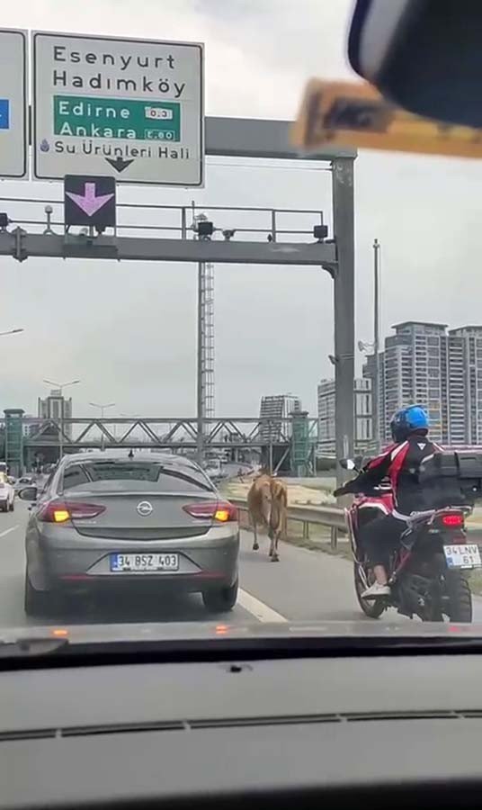 E-5 Karayolu’na çıkan inekler trafiği karıştırdı