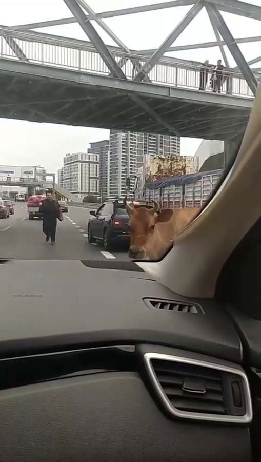 E-5 Karayolu’na çıkan inekler trafiği karıştırdı