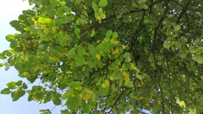 Kilosu yüzlerce lira...Her cadde ve parkta var