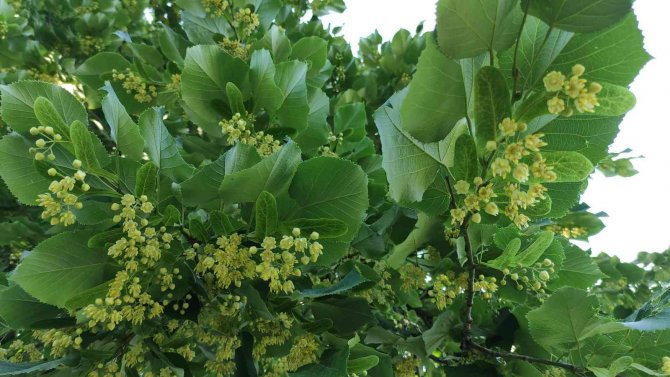 Kilosu yüzlerce lira...Her cadde ve parkta var