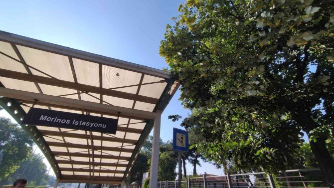 Kilosu yüzlerce lira...Her cadde ve parkta var