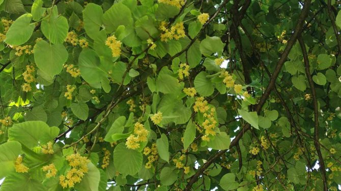 Kilosu yüzlerce lira...Her cadde ve parkta var