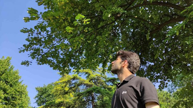 Kilosu yüzlerce lira...Her cadde ve parkta var