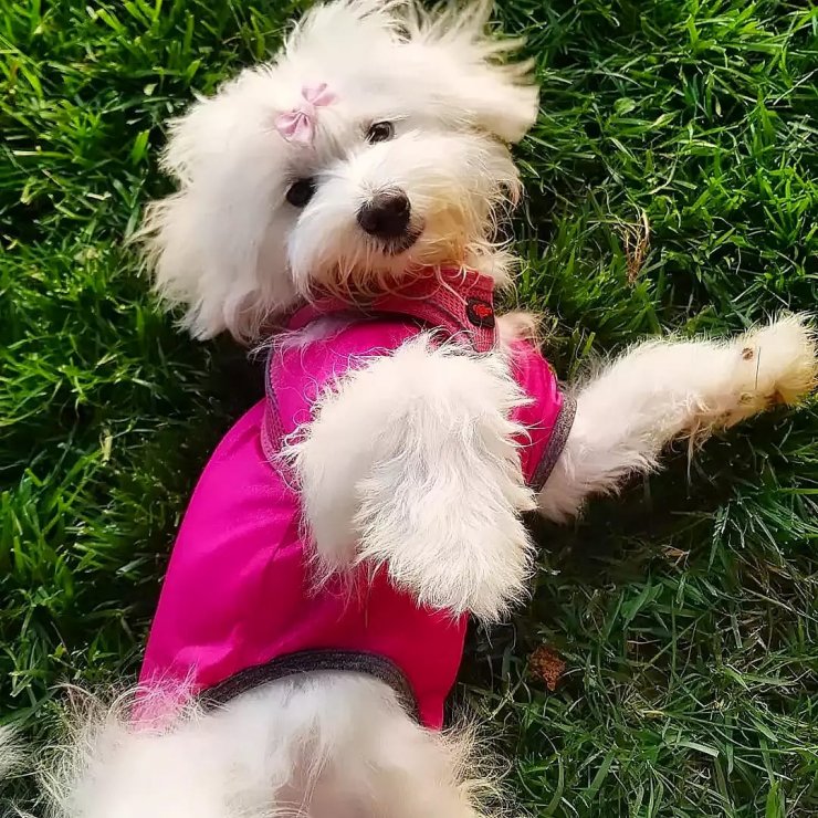 Köpeği çalarken sahibine yakalandı