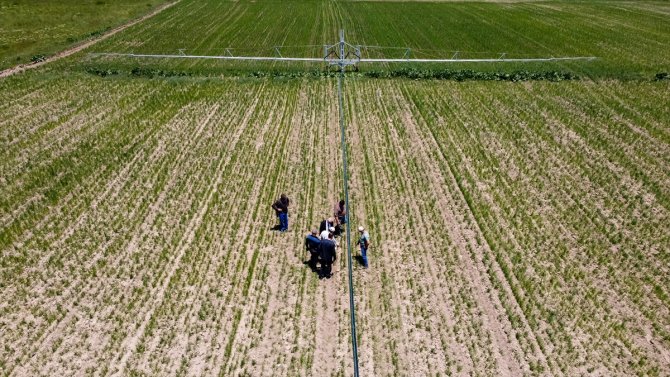 Buğdayda 85 bin ton rekolte bekleniyor