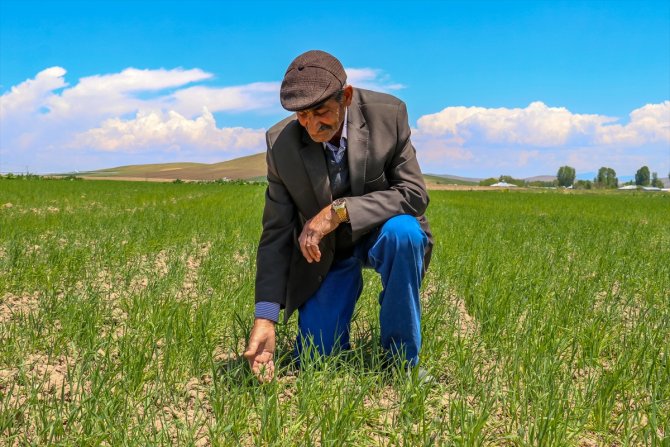 Buğdayda 85 bin ton rekolte bekleniyor