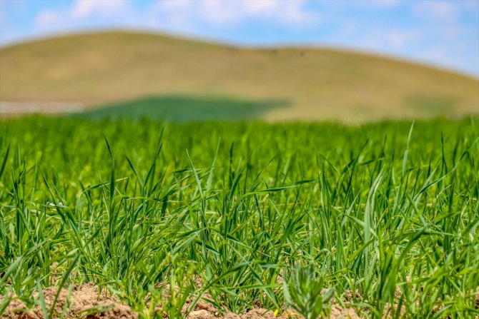Buğdayda 85 bin ton rekolte bekleniyor