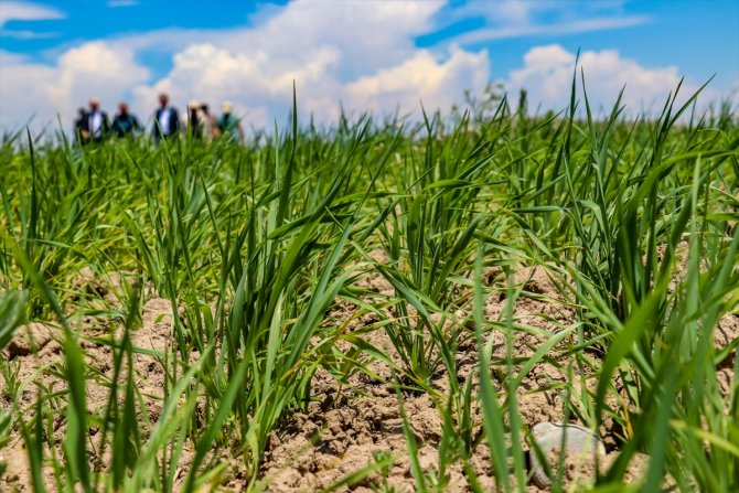 Buğdayda 85 bin ton rekolte bekleniyor