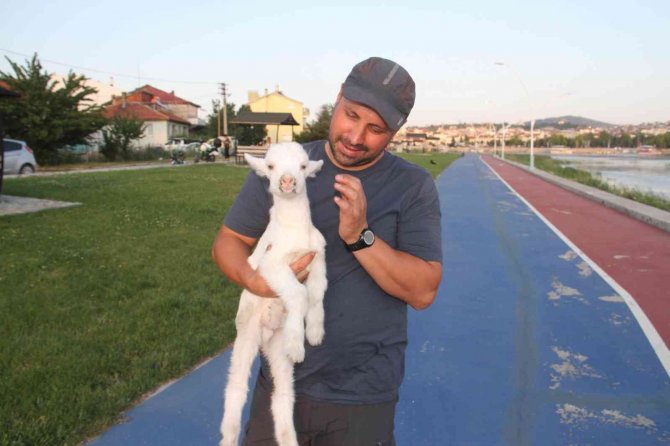 Arkadaşına 'Pamuk’ gibi bakıyor